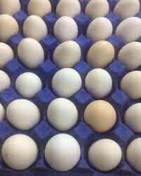بيض للبيع632910525890581114