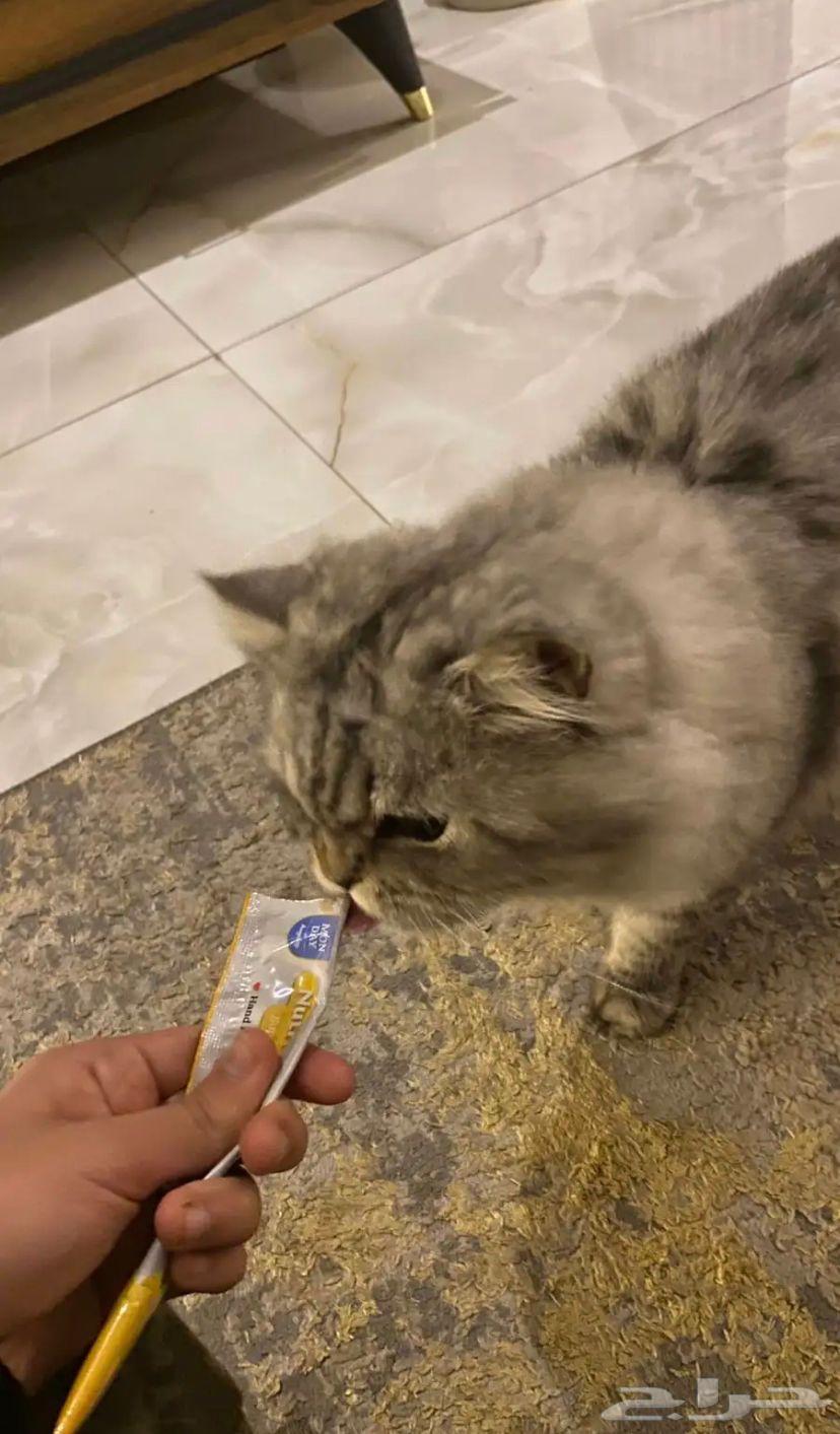 قط للبيع63310035920257111