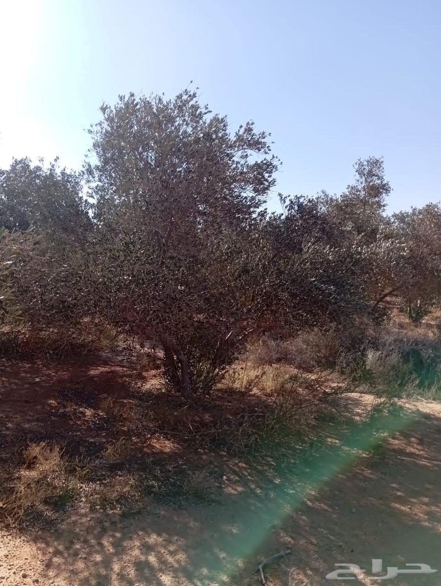 Olive trees63291760029826110
