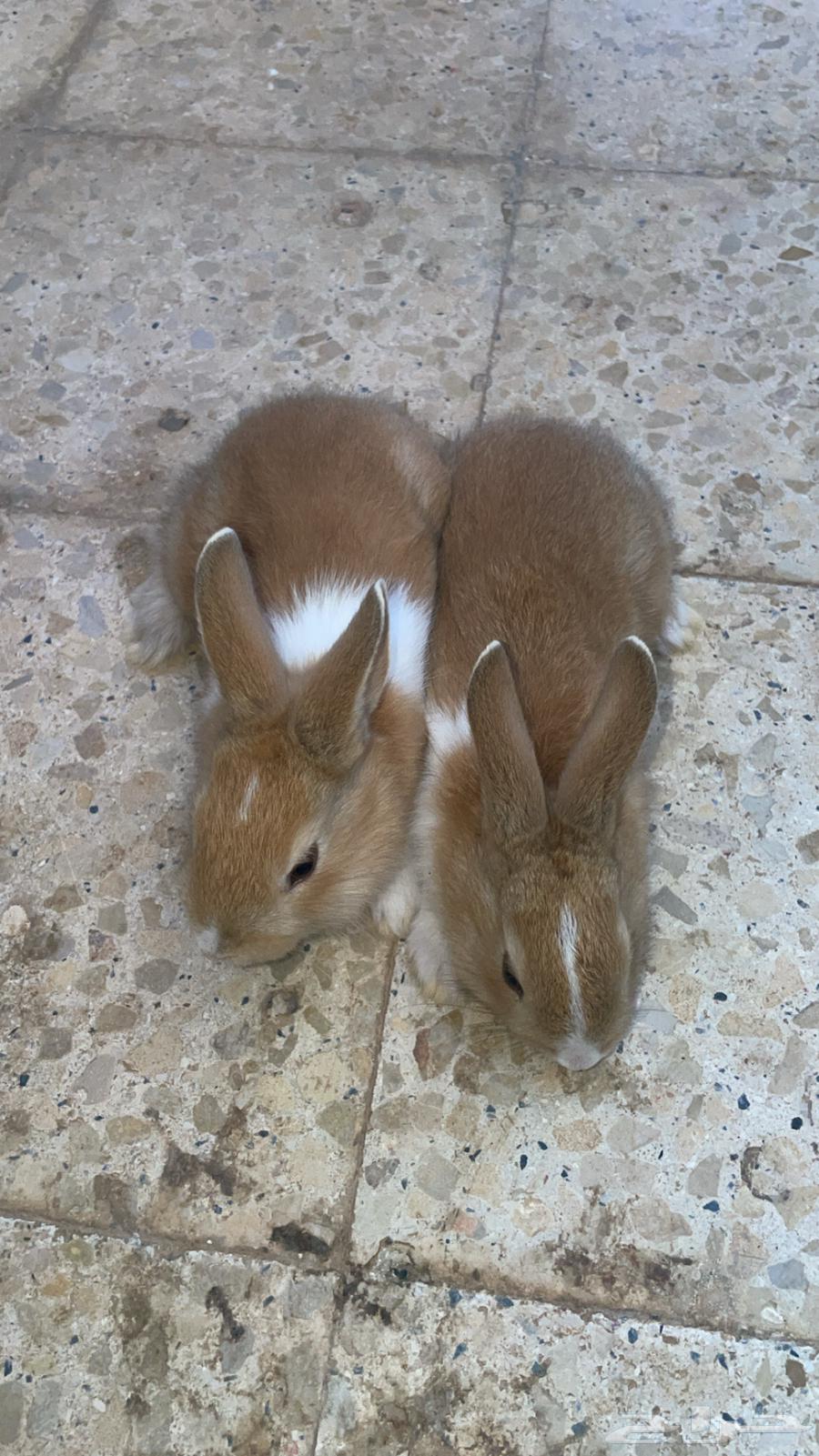 Rabbits for sale63291079486721111