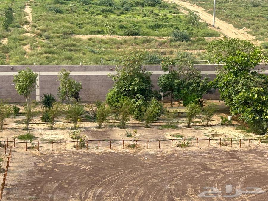 For sale: Al-Jamalia farm in Jazan, negotiable63006567918338114