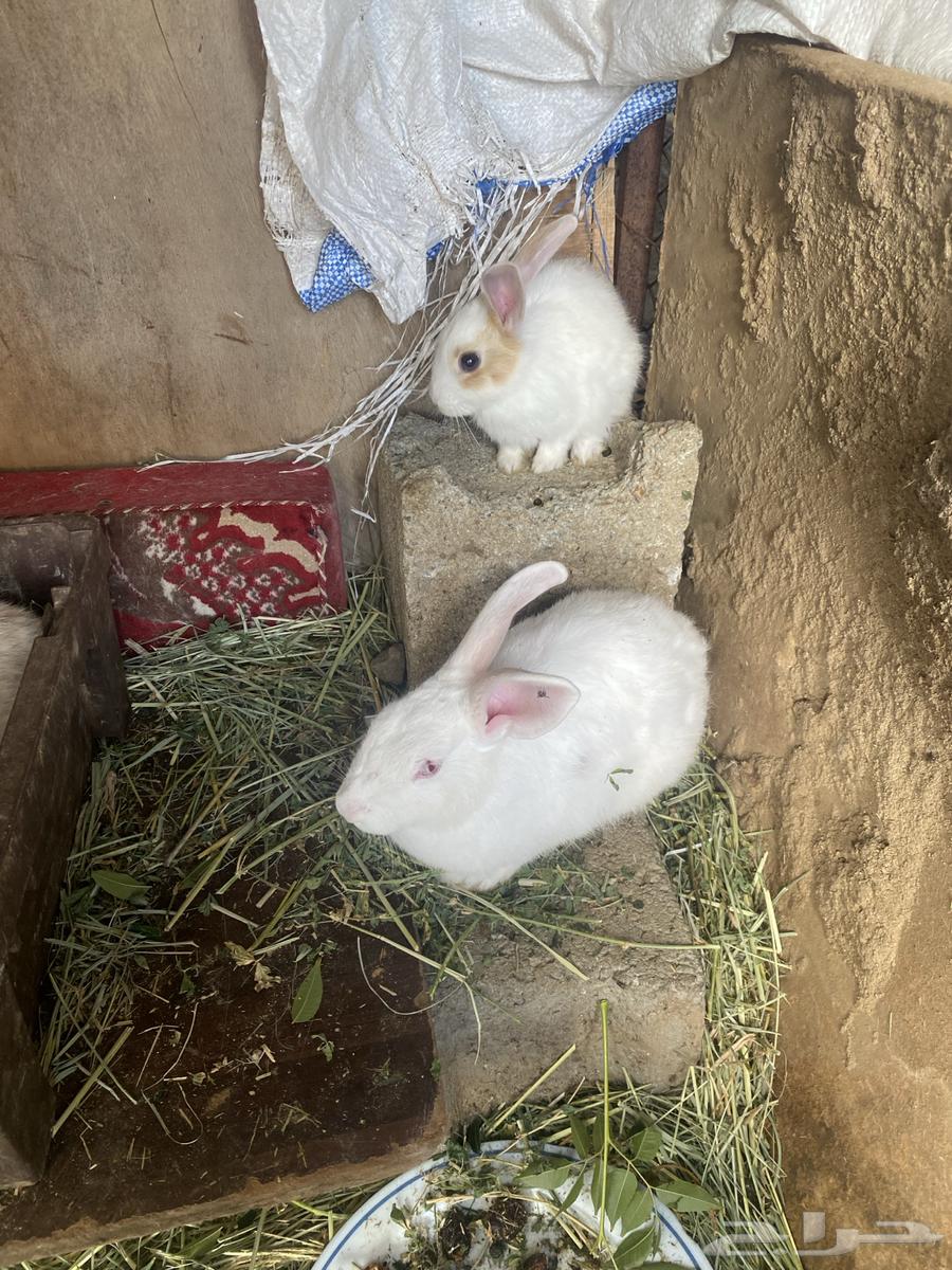 Rabbits63289973738881110