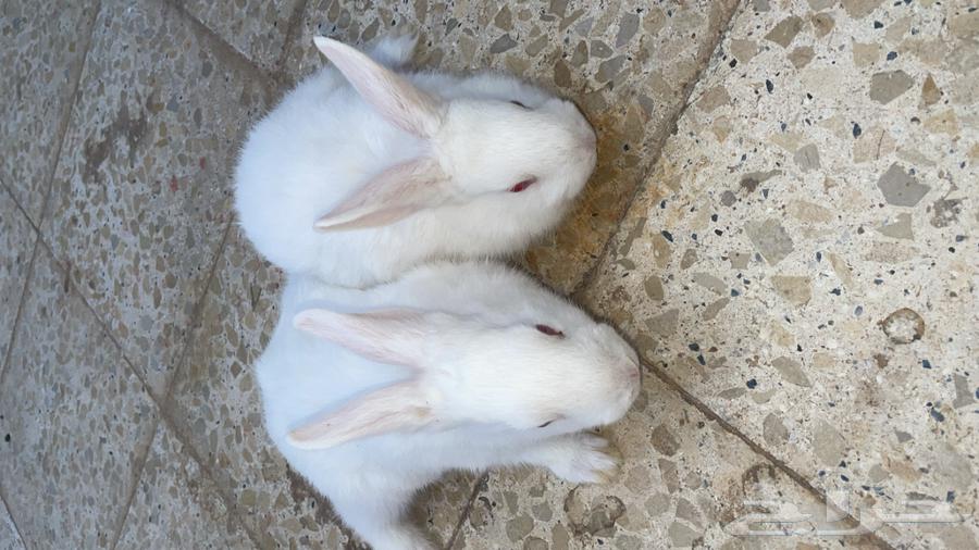 Rabbits for sale63291079486721112