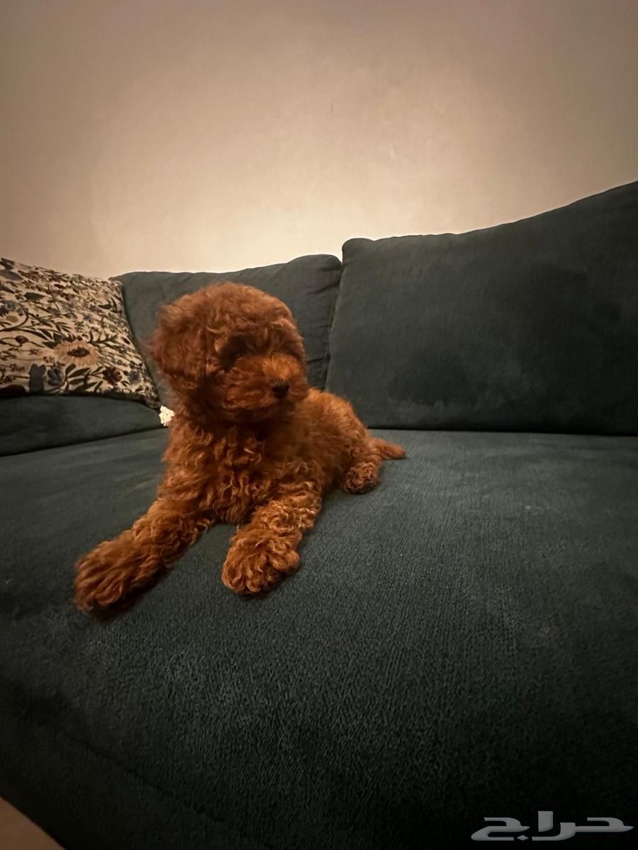 A 5-month-old female Poodle dog63289943647747114