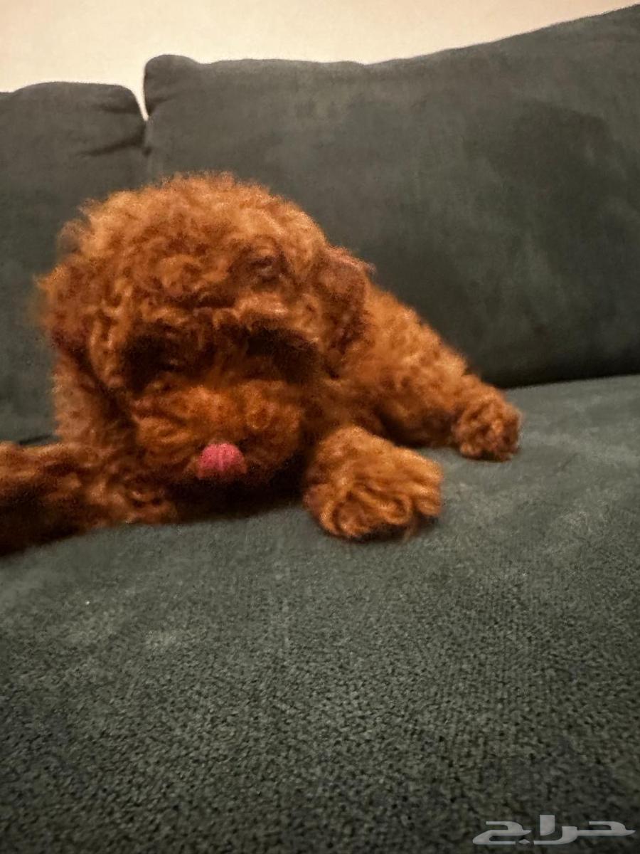 A 5-month-old female Poodle dog63289943647747113