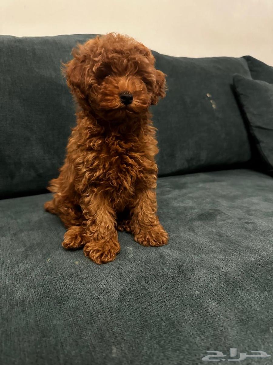 A 5-month-old female Poodle dog63289943647747112