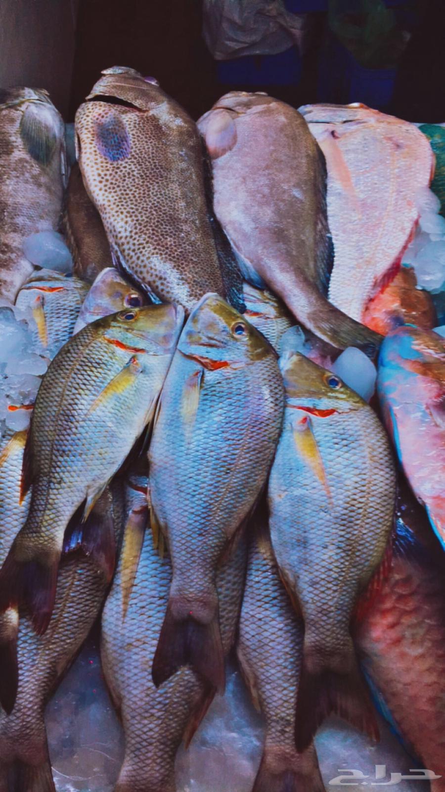 Fish today63290002336001114
