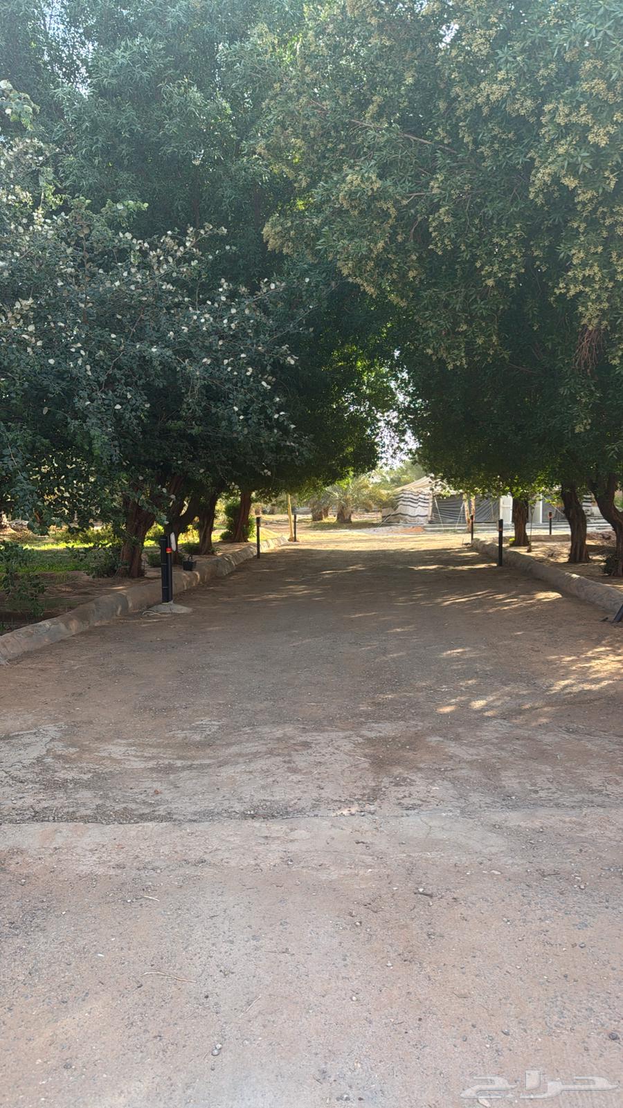 استراحة ومخيم للإيجار اليومي بشقراء63006635652738111