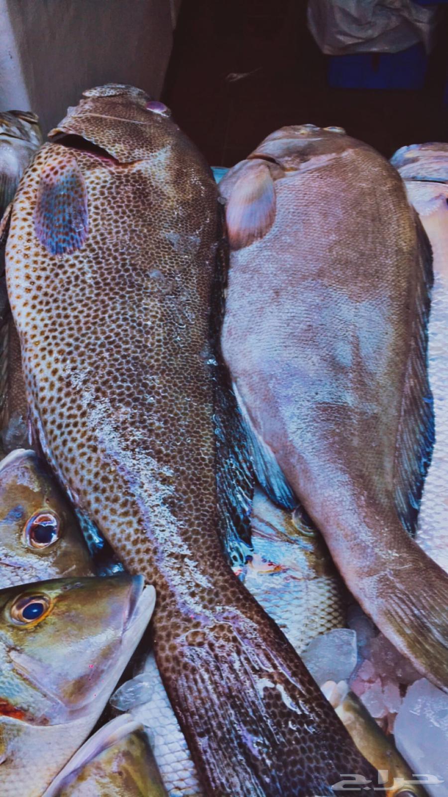 Fish today63290002336001112