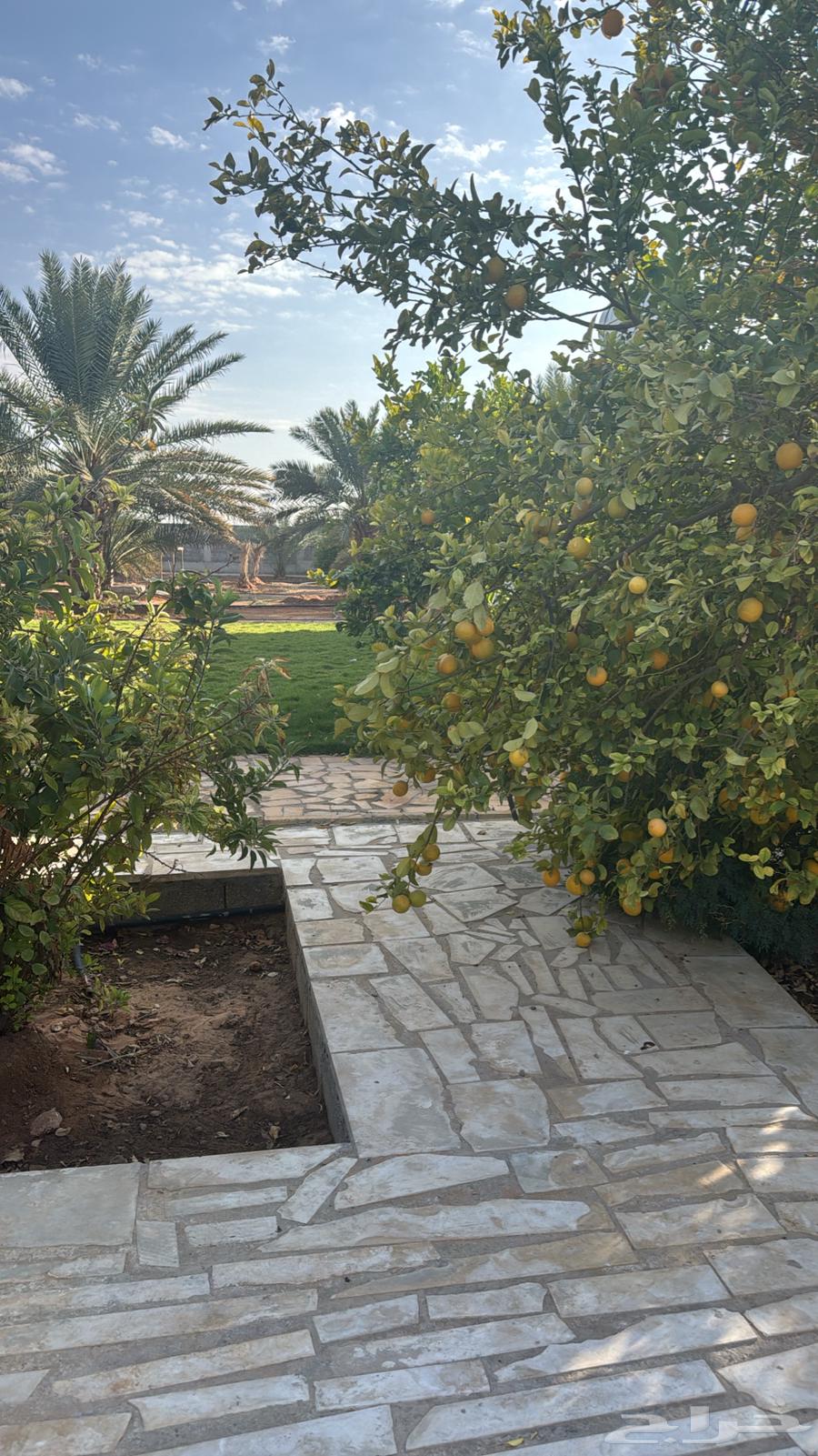 استراحة ومخيم للإيجار اليومي بشقراء63006635652738113