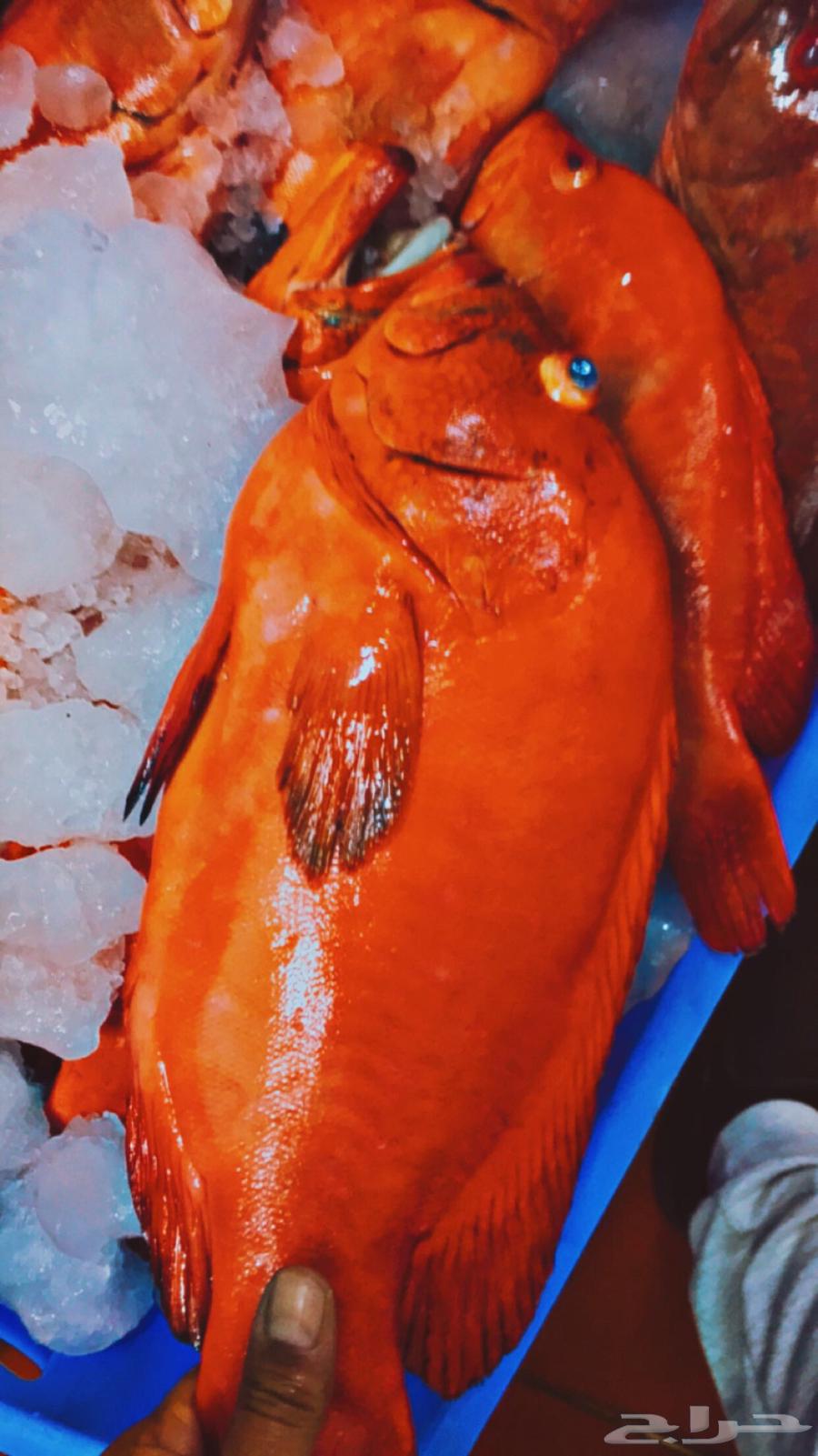 Fish today63290002336001111