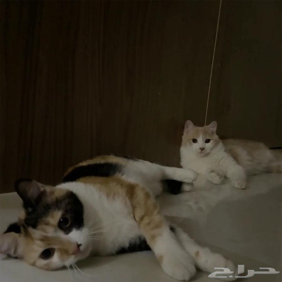 قطط اليفة للتبني العاجل63291099446530114