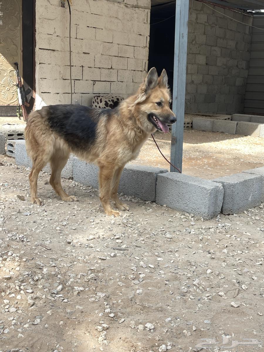 German Shepherd guard dog has been sold63289995429633113