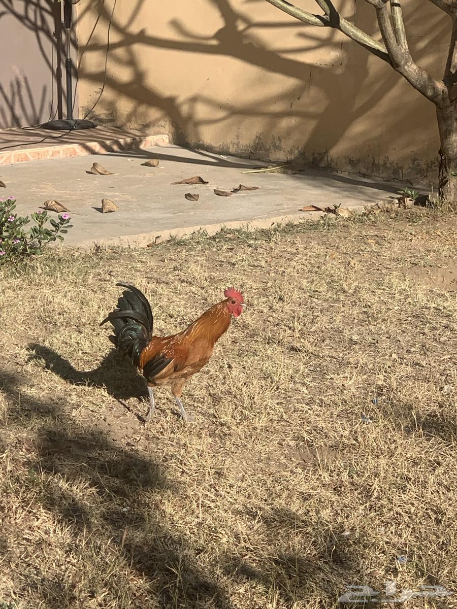 Two roosters, my authentic ones63289992553091113