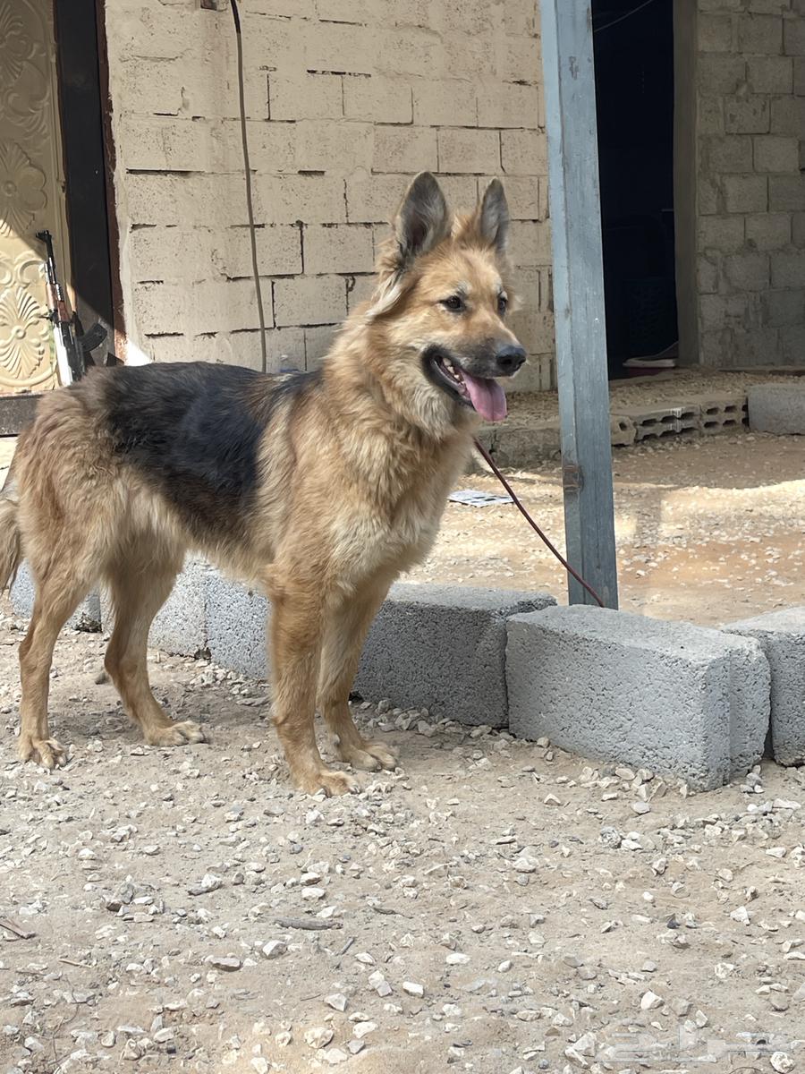 German Shepherd guard dog has been sold63289995429633112