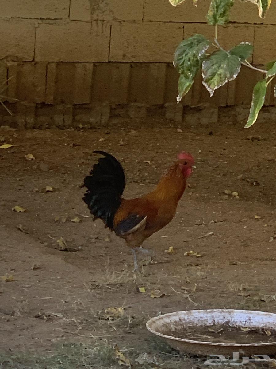 Two roosters, my authentic ones63289992553091112