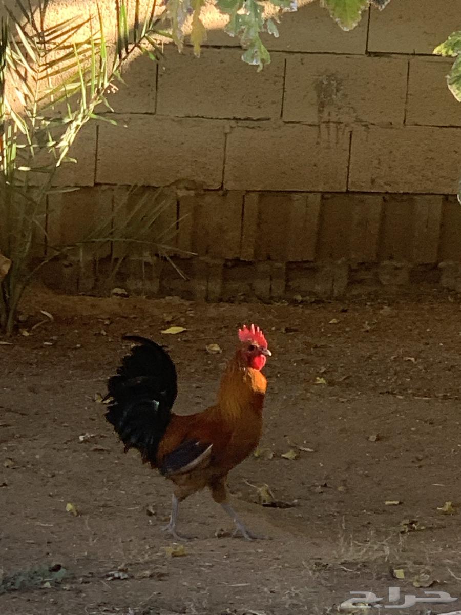 اثنين ديوك بلدي اصيل632899925530911128