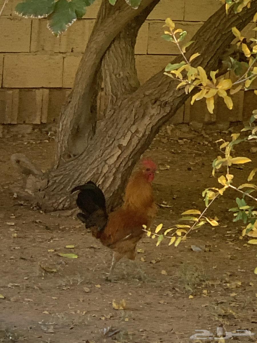 Two roosters, my authentic ones63289992553091111