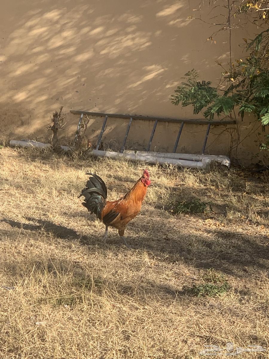 Two roosters, my authentic ones63289992553091114