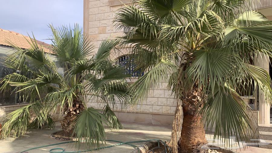 نخل امركي للبيع63291097644289110