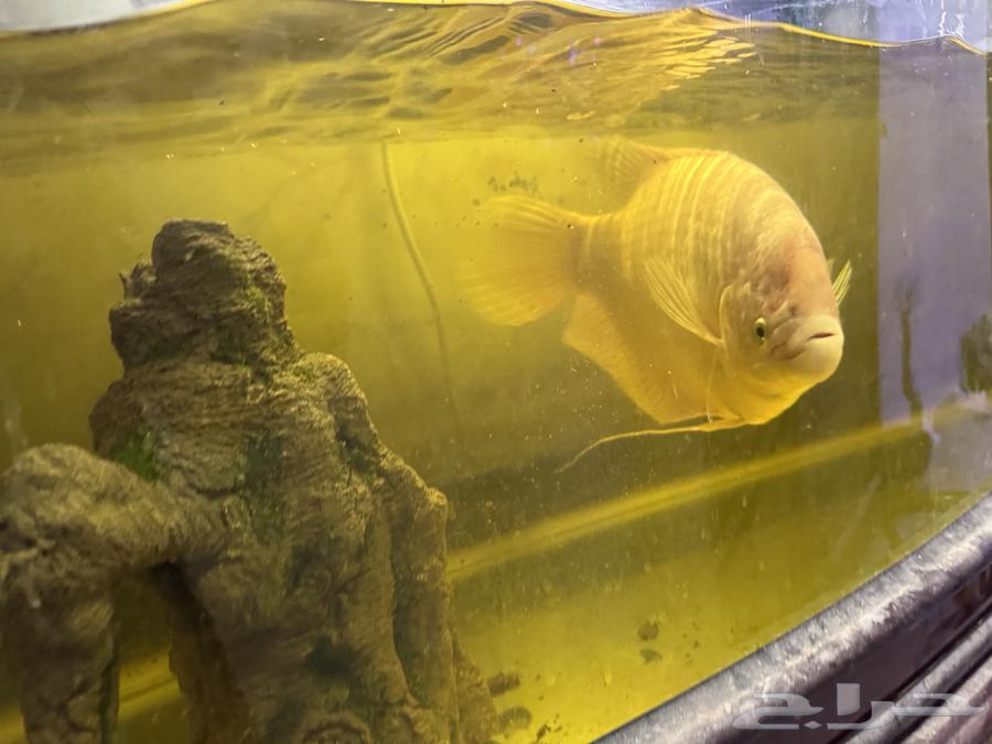 Giant gourami fish for sale63290005519490111