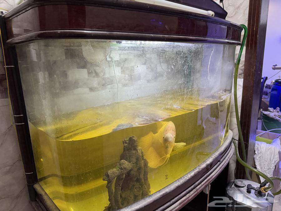 Giant gourami fish for sale63290005519490113