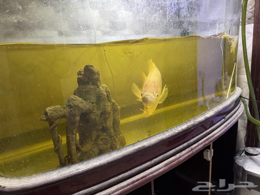 Giant gourami fish for sale63290005519490112