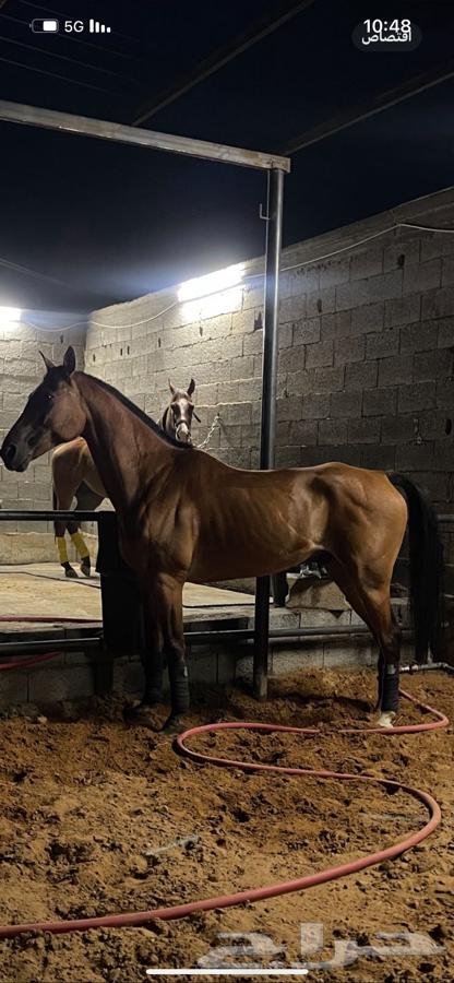 An imported horse from Europe owned by a sheikh63291782834177110