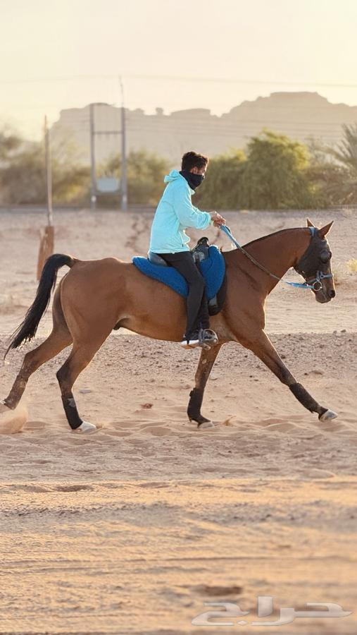 An imported horse from Europe owned by a sheikh63291782834177111