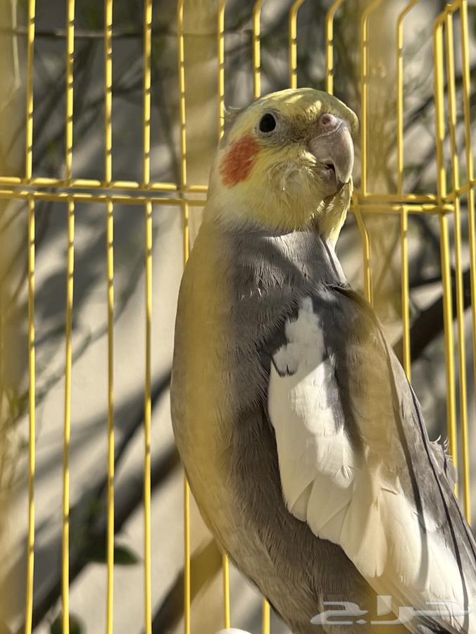 Cockatiel - Al-Khurayn63616631538947111