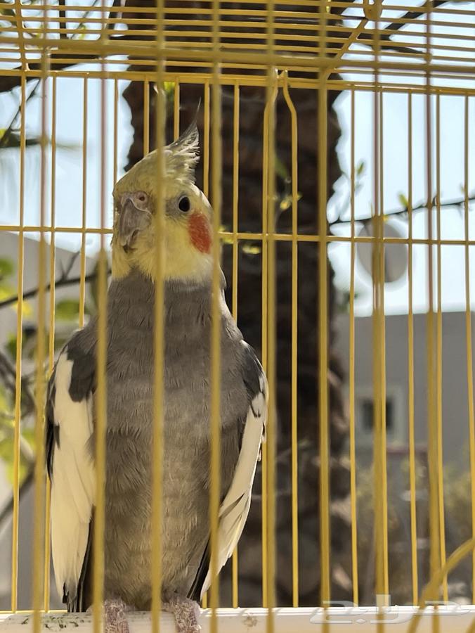 Cockatiel - Al-Khurayn63616631538947112
