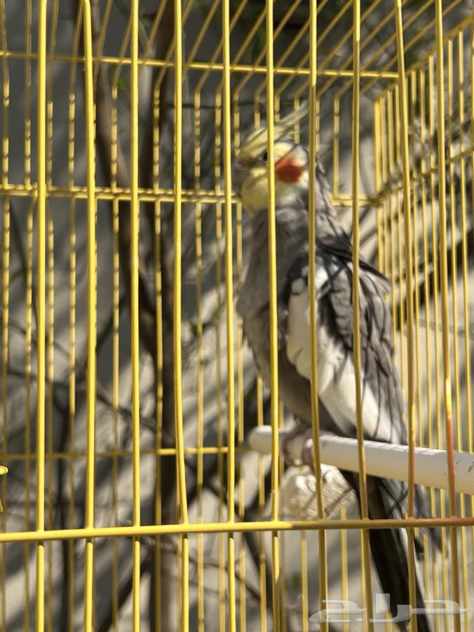 Cockatiel - Al-Khurayn63616631538947113