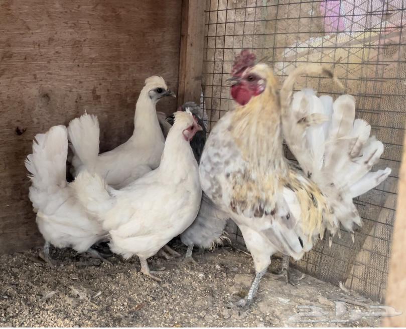 Kuwaiti chicken set632900924209931123
