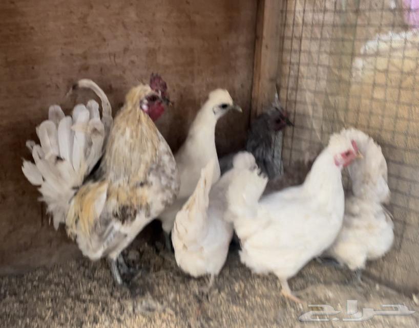 Kuwaiti chicken set63290092420993111