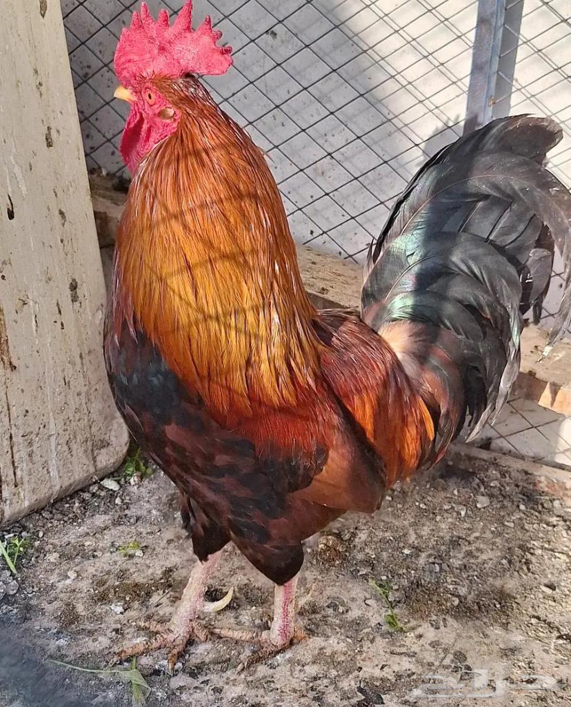 Authentic Arabic rooster for sale, price negotiable, the rooster is good63616633294337111