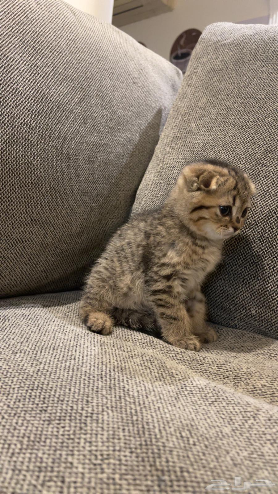 Kitten Scottish Fold, two months old, for sale63281516061185114