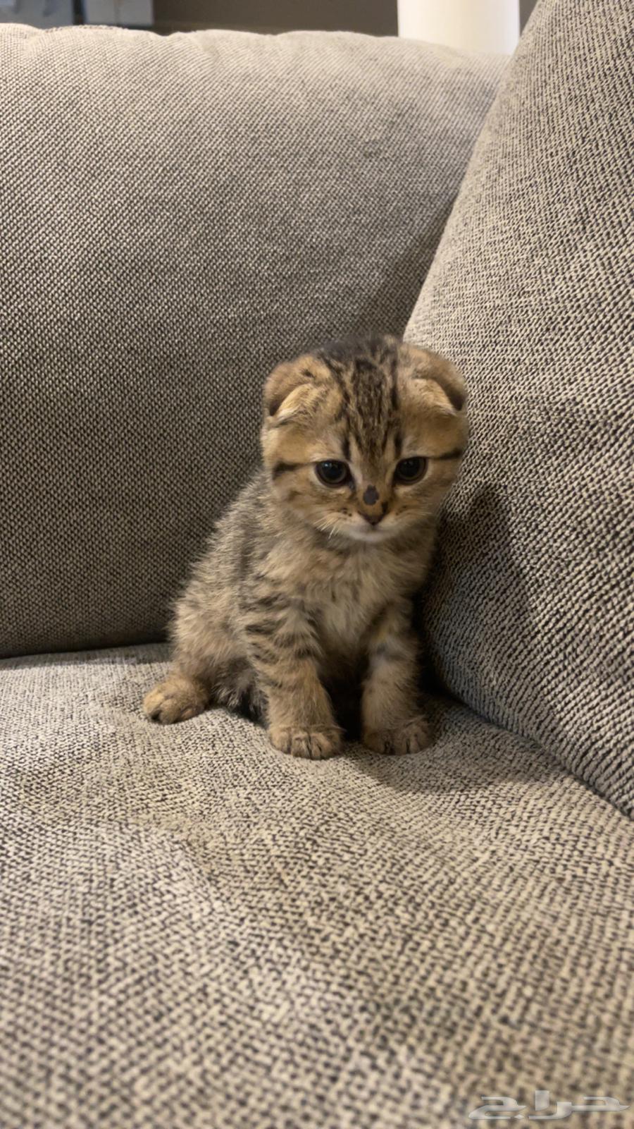 Kitten Scottish Fold, two months old, for sale63281516061185113