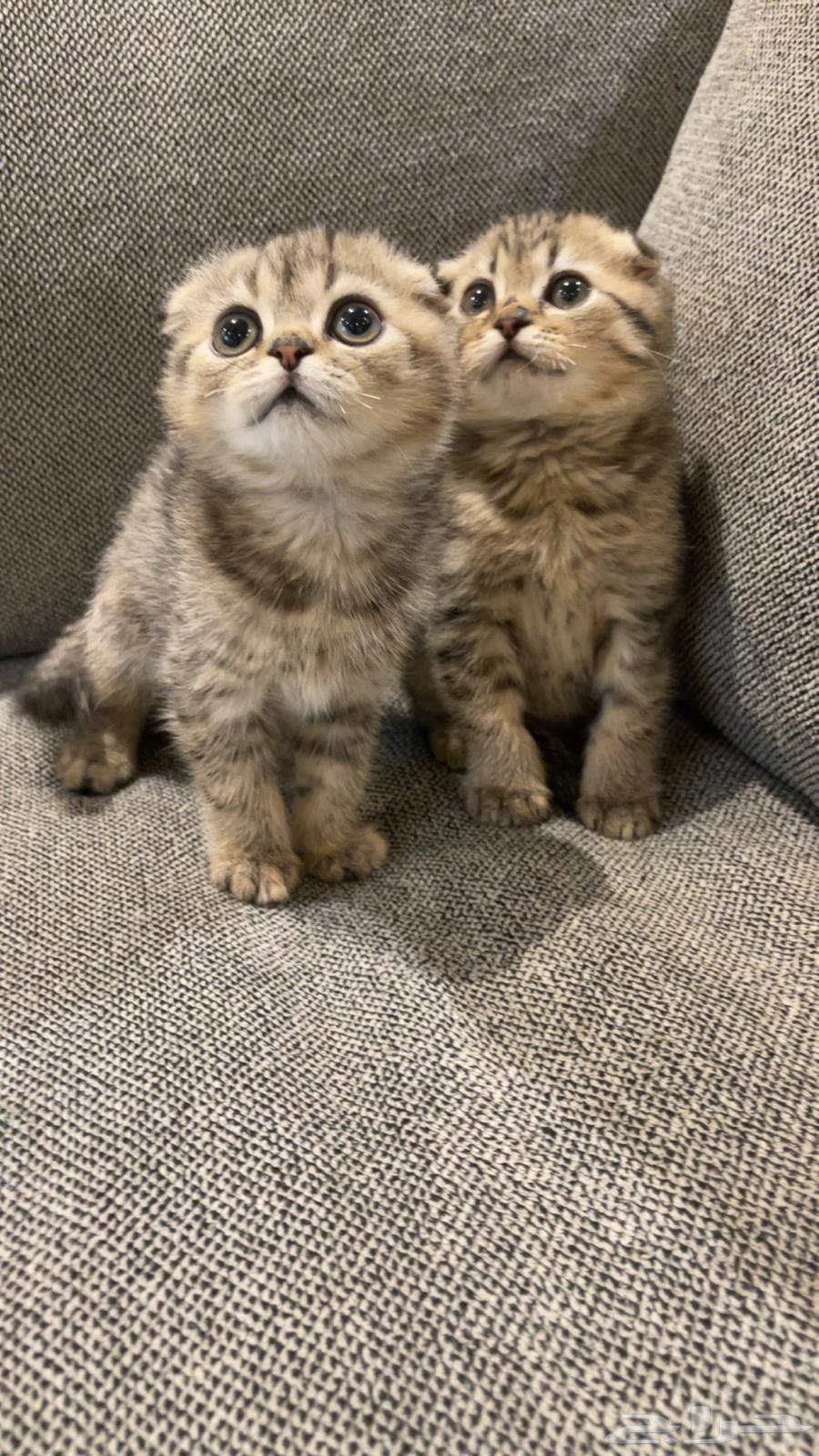 Kitten Scottish Fold, two months old, for sale63281516061185112