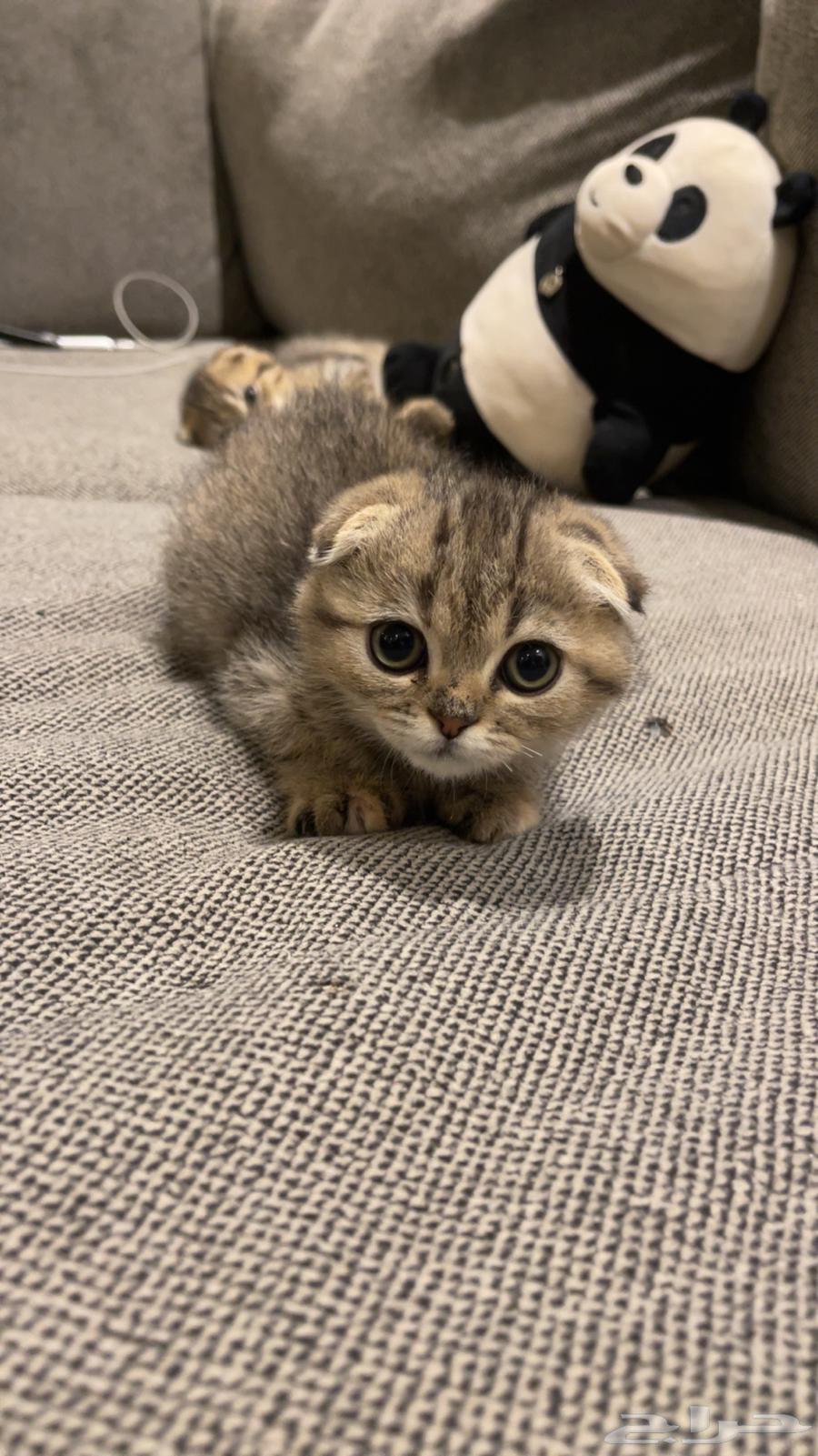 Kitten Scottish Fold, two months old, for sale63281516061185111