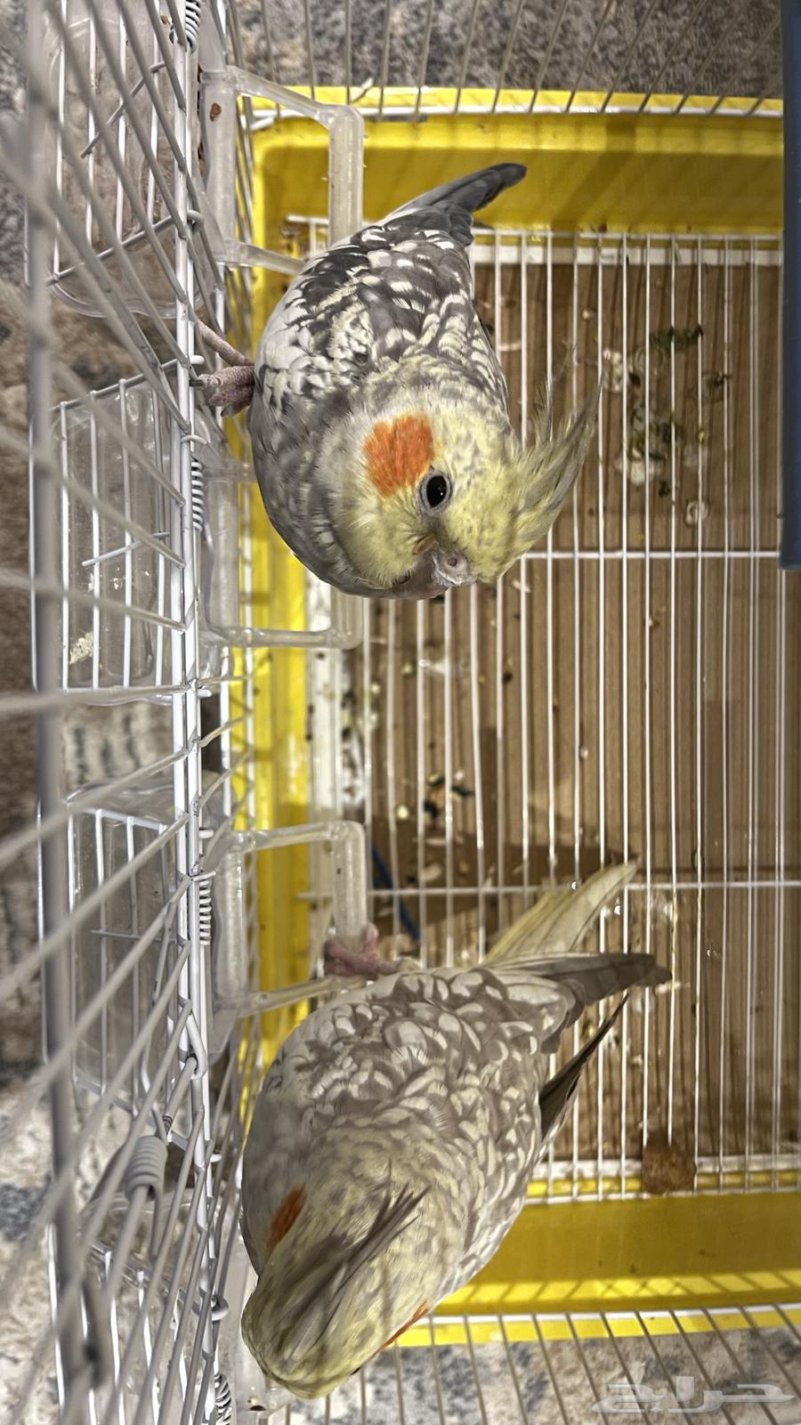 Crowan63281732412802112