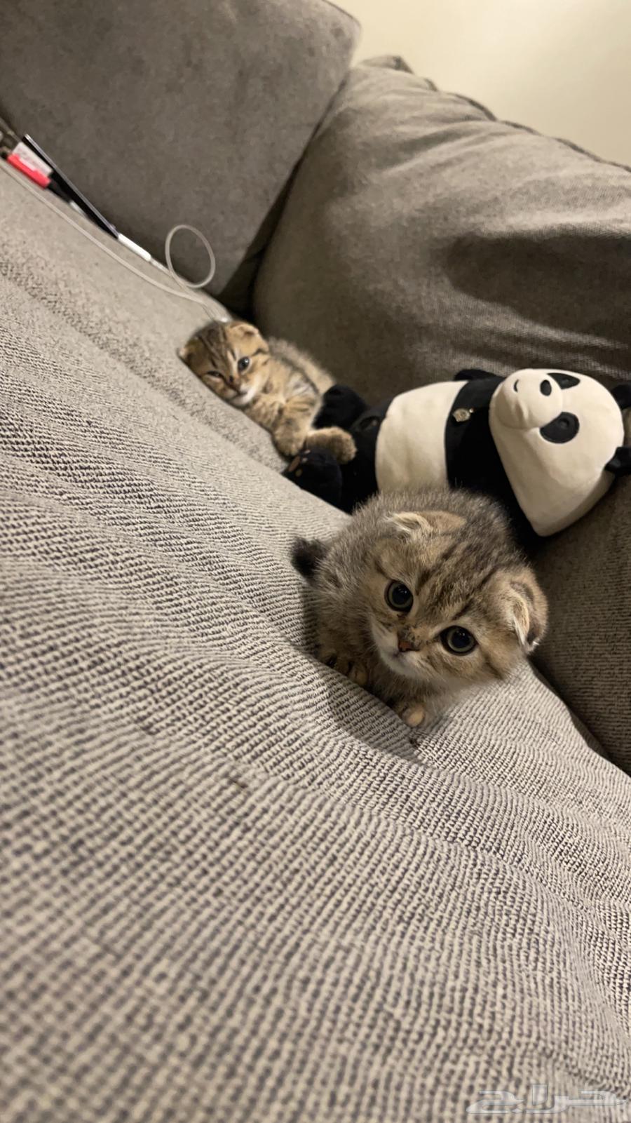 Kitten Scottish Fold, two months old, for sale63281516061185112