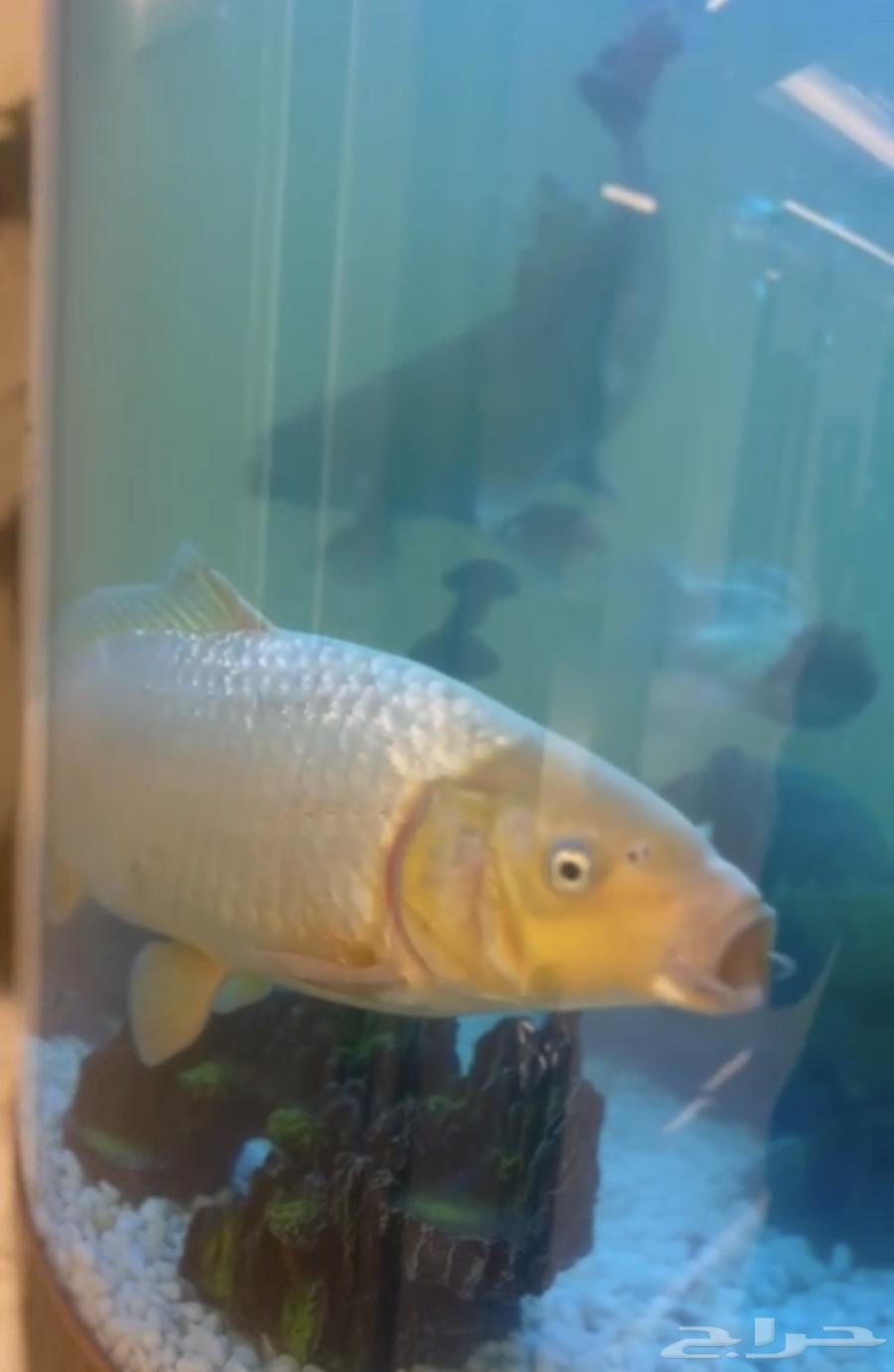 Big beautiful fish63290123678593111