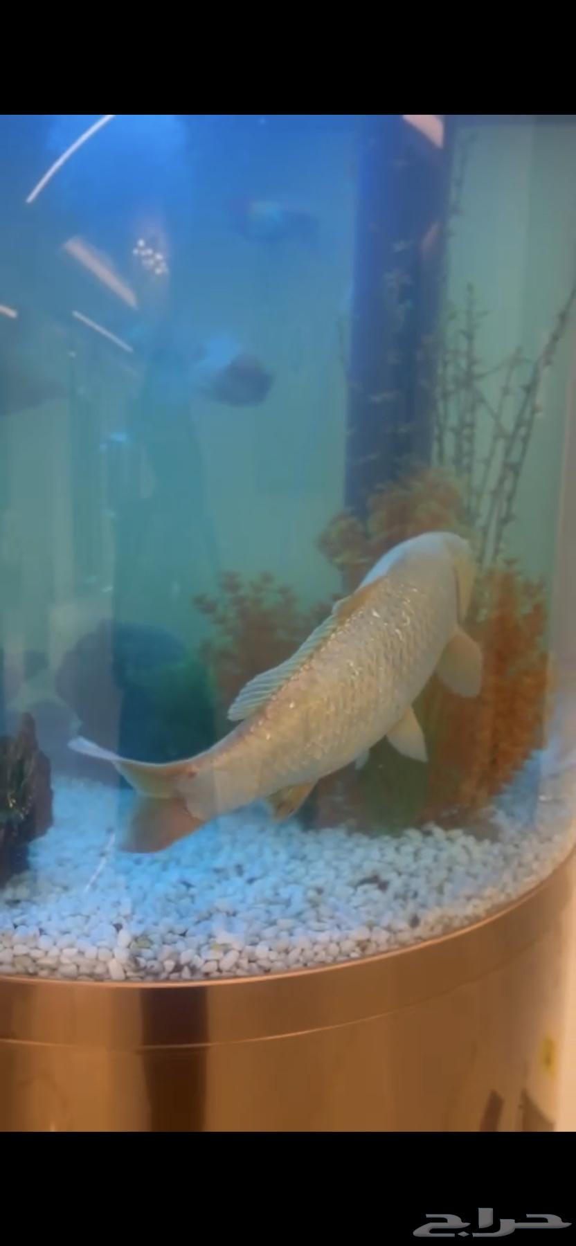 Big beautiful fish63290123678593112