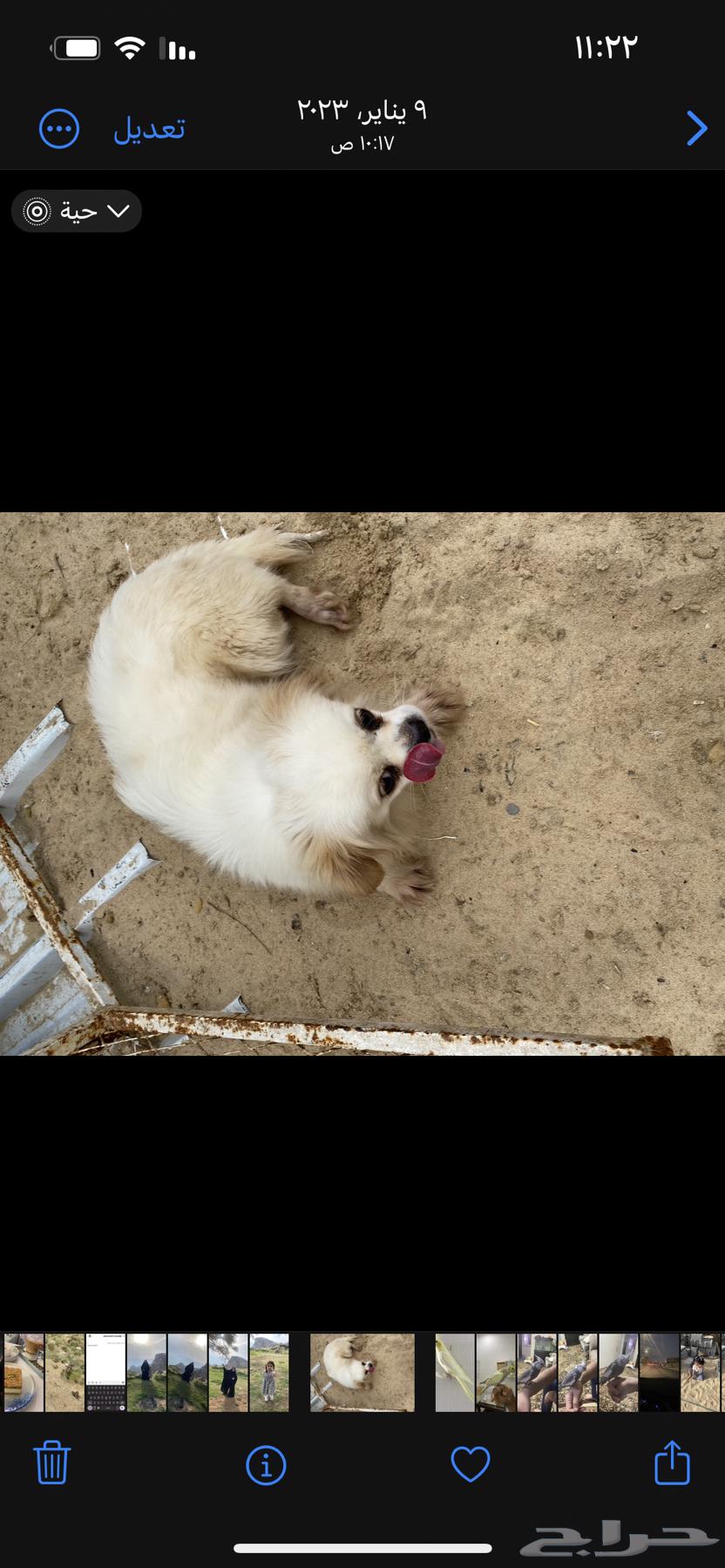 For sale: female Chihuahua63282318246913115