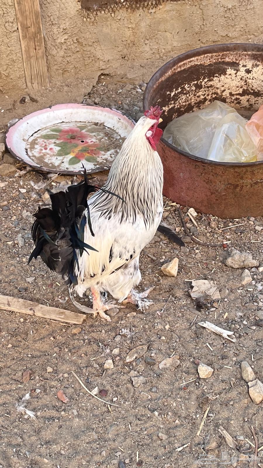 Rooster for sale63616788772355111
