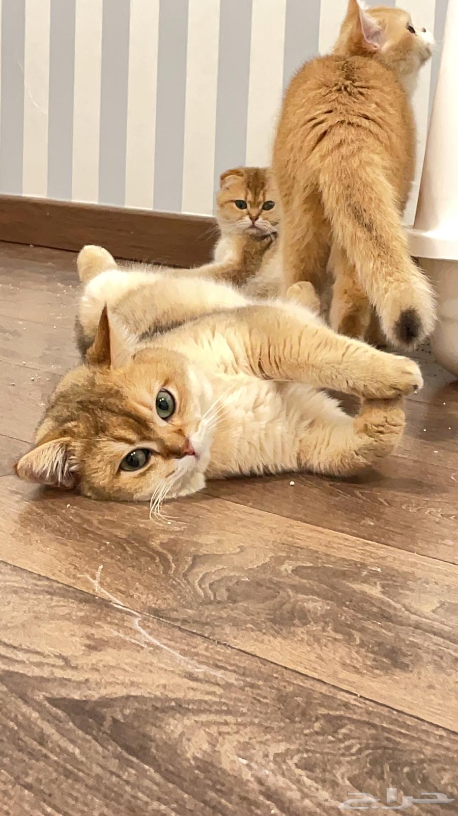 Male British cat for breeding or rearing63279343789570113