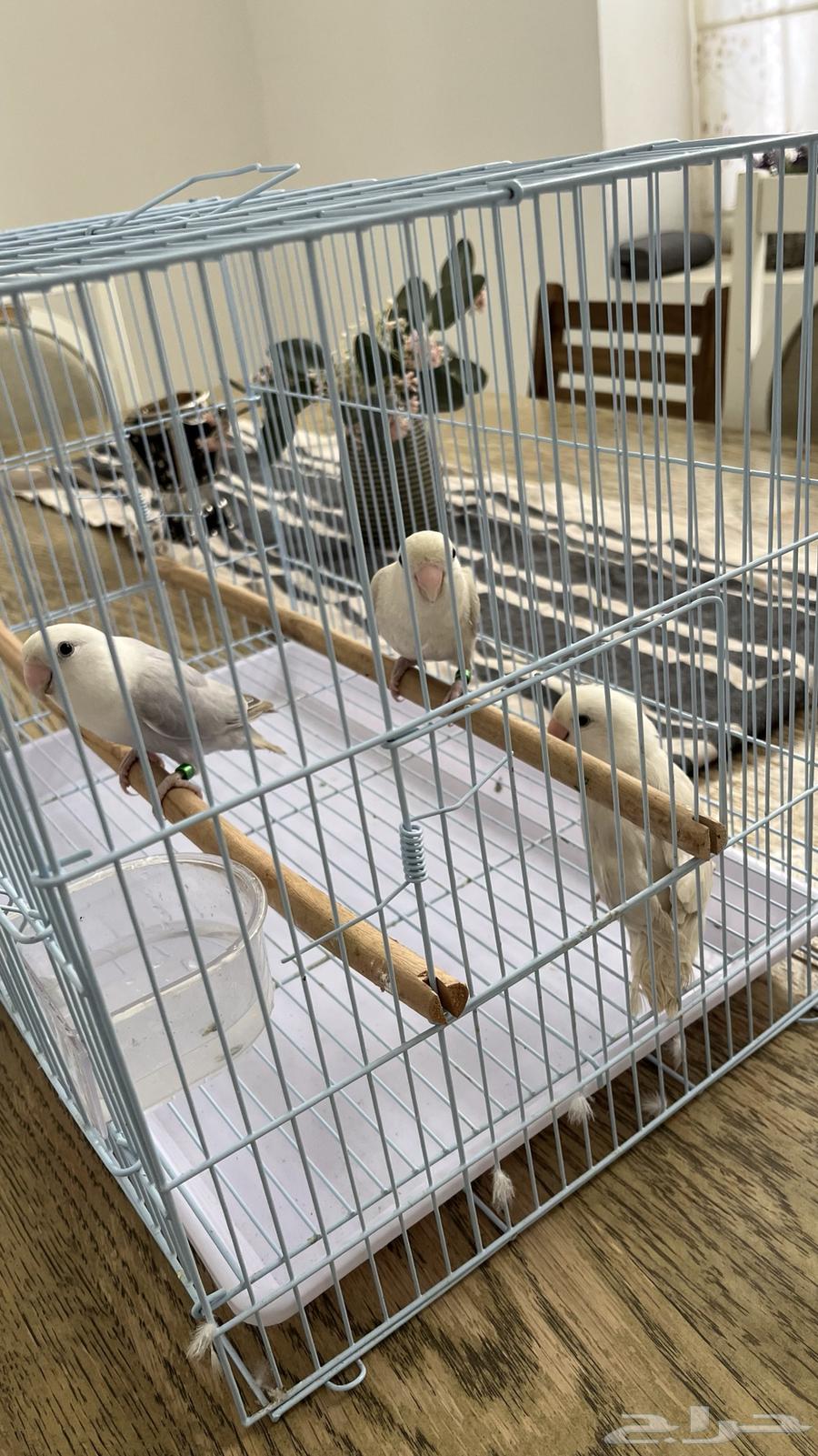 Three birds on Tuesday, three birds, two walnuts63278973254657111