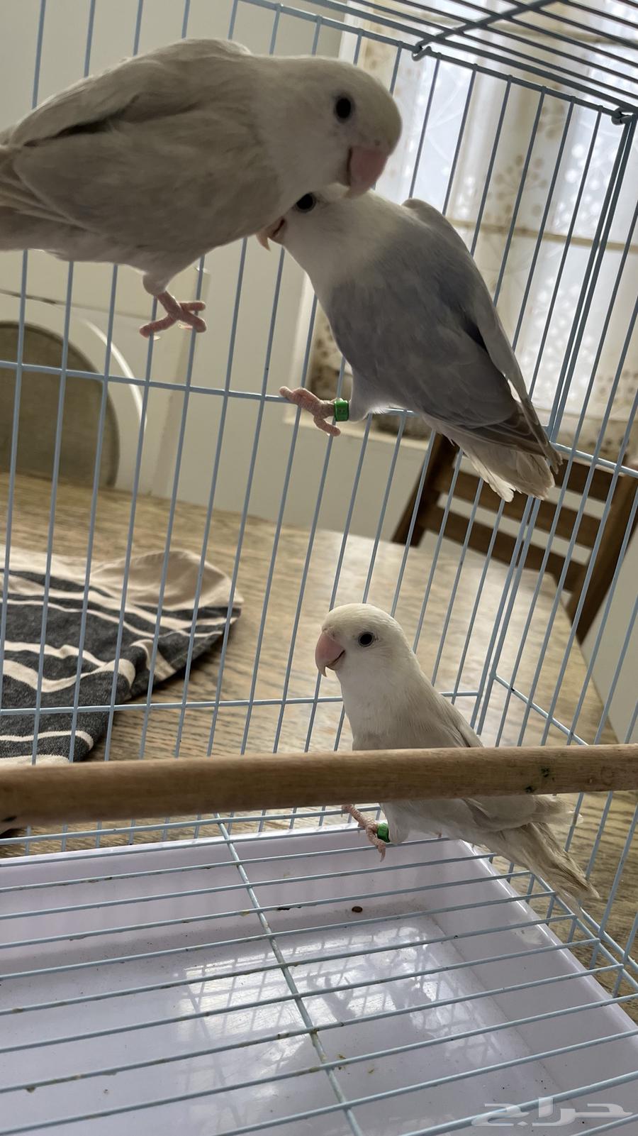 Three birds on Tuesday, three birds, two walnuts63278973254657113