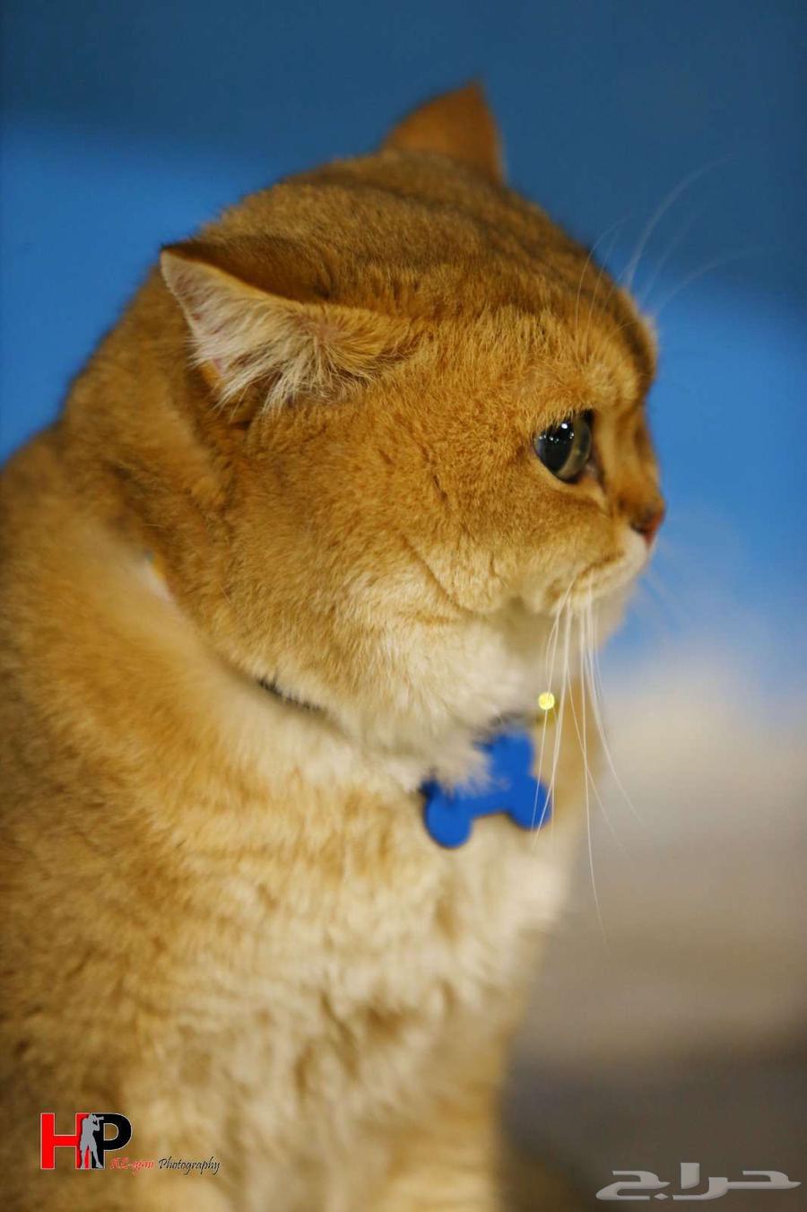 Male British cat for breeding or rearing63279343789570111