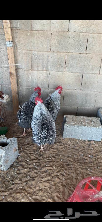 Giant American roosters63280740742274114